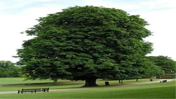 https://upload.wikimedia.org/wikipedia/commons/thumb/f/f7/Horse-chestnut_800.jpg/270px-Horse-chestnut_800.jpg